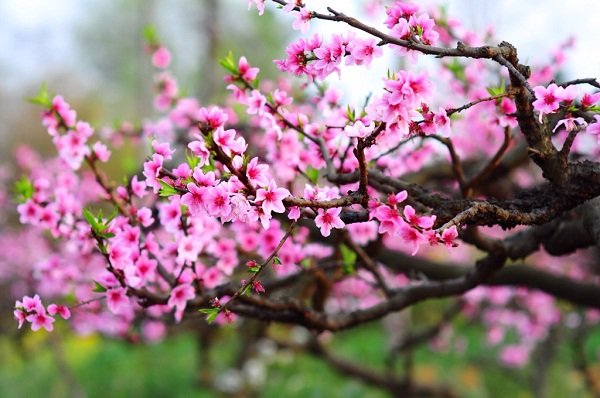 LỊCH NGHỈ TẾT NGUYÊN ĐÁN XUÂN CANH TÝ